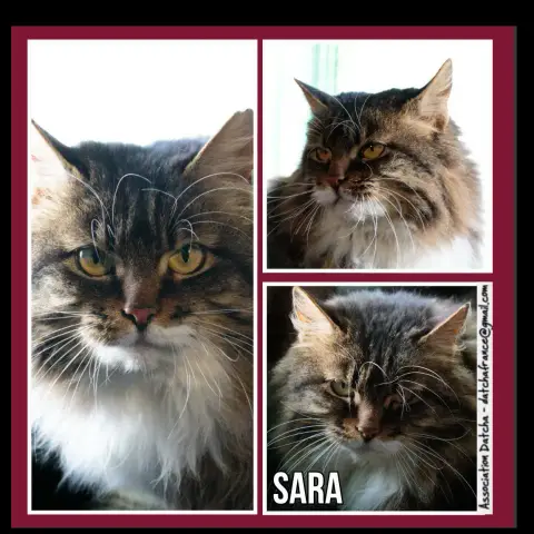 Sara