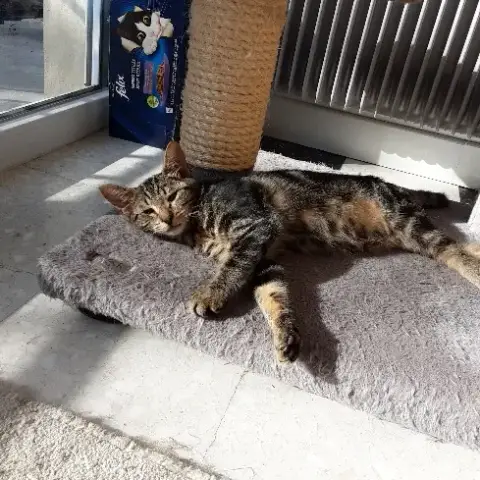 Mya