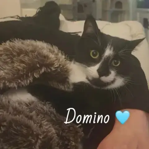 Pandora Et Domino photo 3