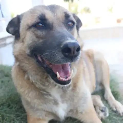 Stella photo 3