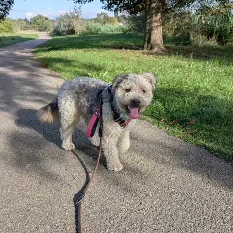 Maya