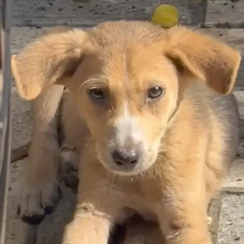 Nova