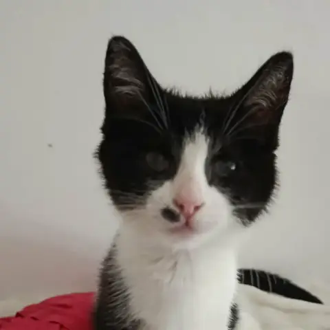 Lili