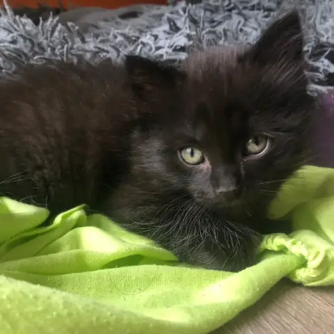 Marcus