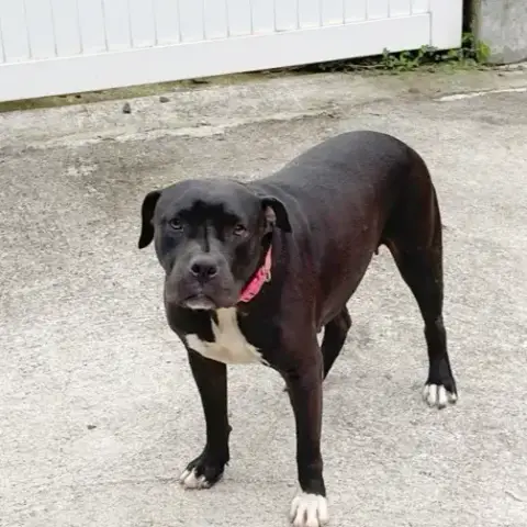 Xena