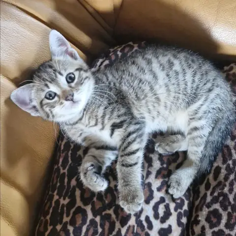 Bambi