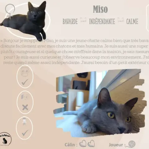 Miso