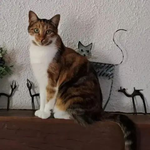 Venusia