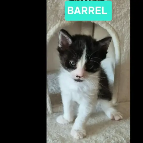 Barrel Et Shrimp photo 3