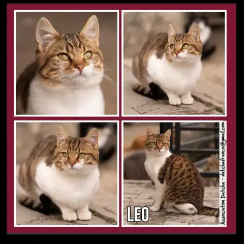 Leo