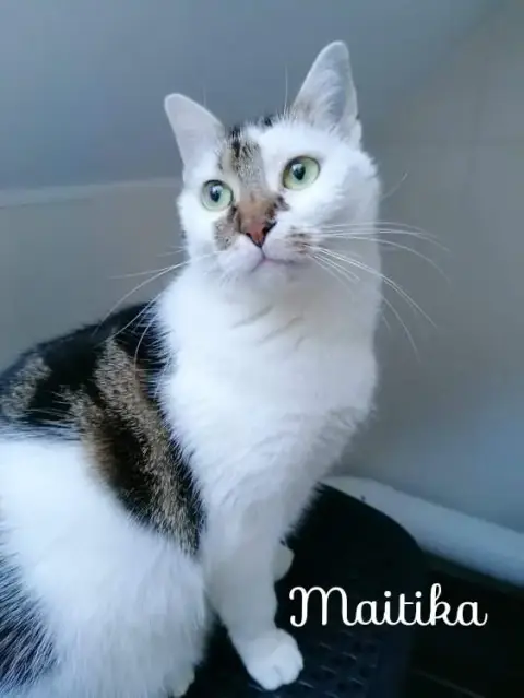 Maïtika