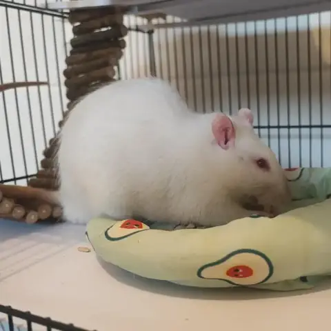Oreo & Nox photo 2