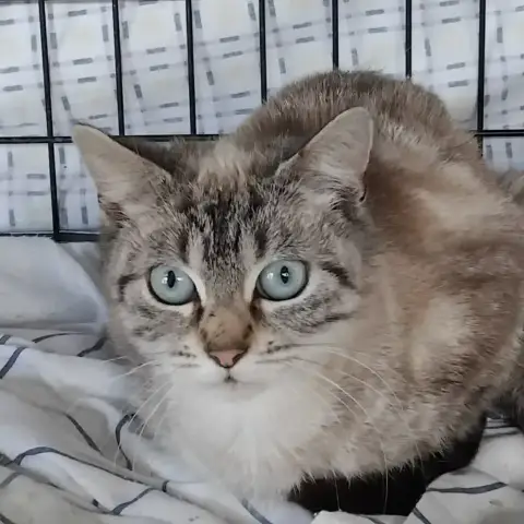 Alma