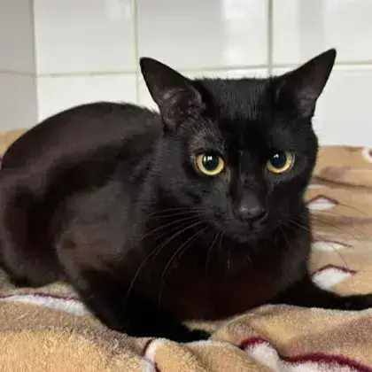 Astro