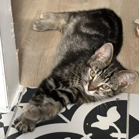 Biscuit photo 2