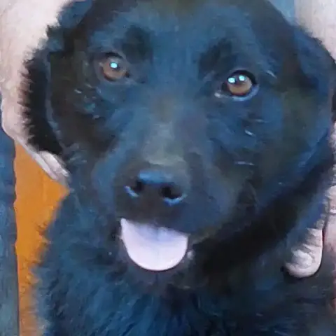 Loki photo 2