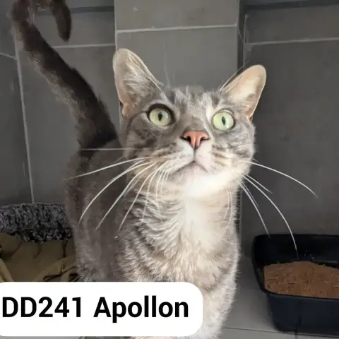 Appolon