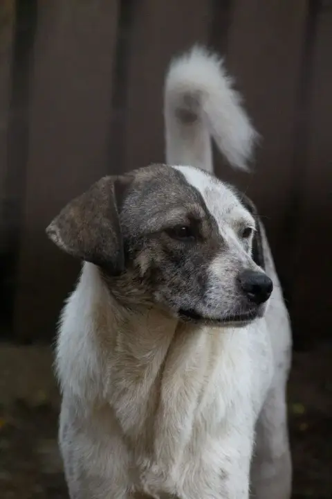 Sitka