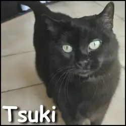 Tsuki