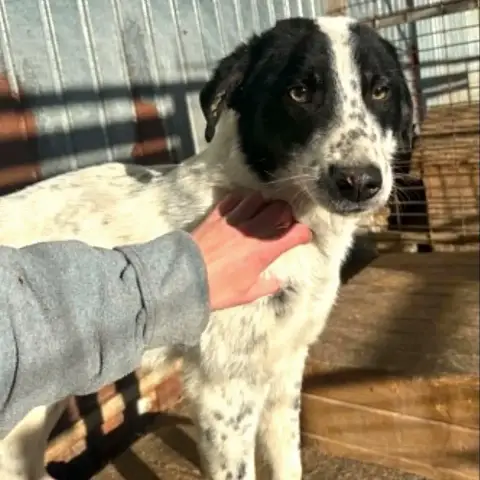 Pongo photo 3