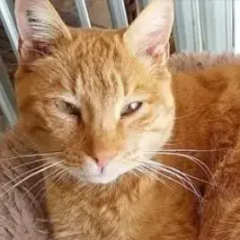 Caramel