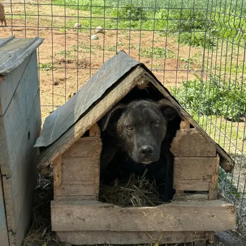 Sirius photo 2