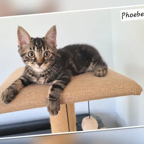 Phoebe