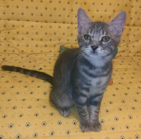 Tigrou photo 3