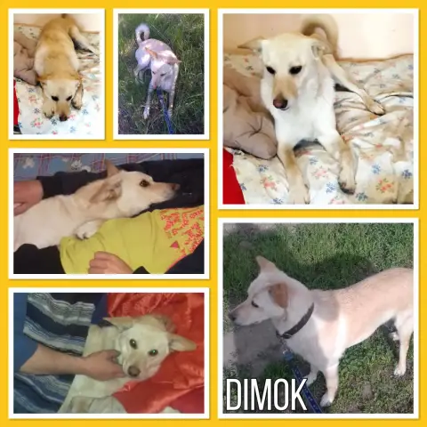 Dimok