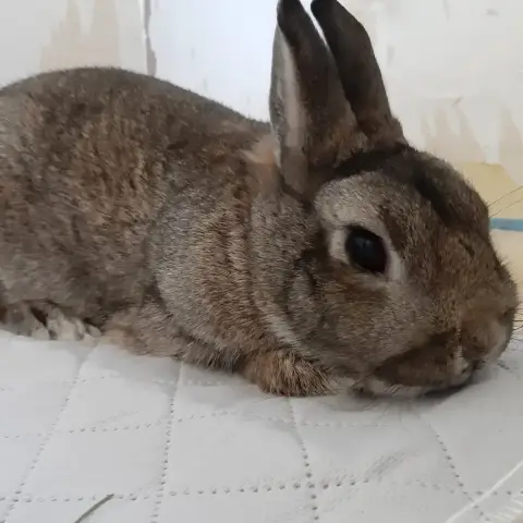 Bilbo