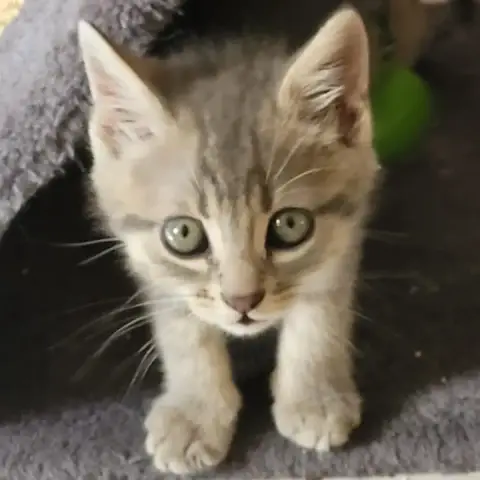 Tigri