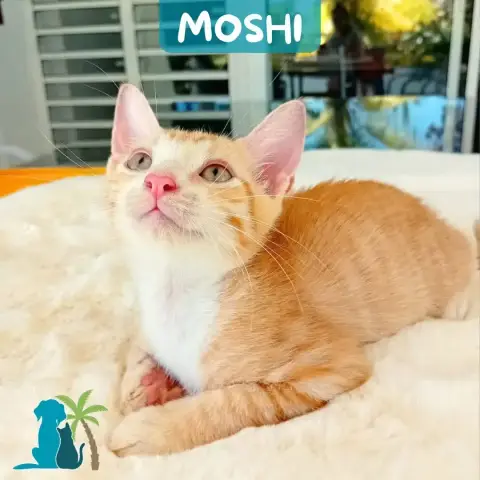 Moshi
