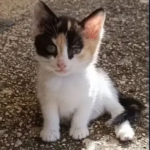 Gribouille