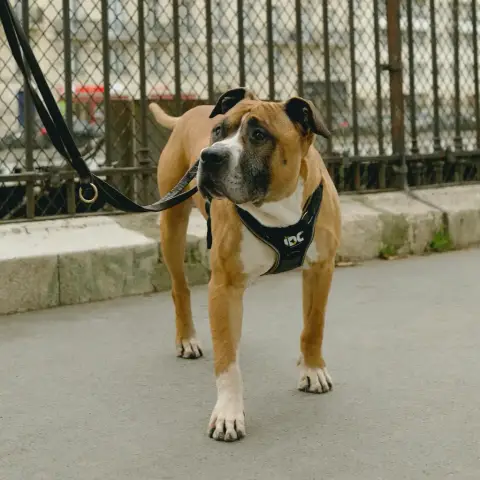 Rocky