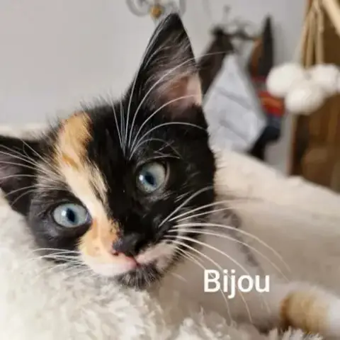 Bijou   A Réserver