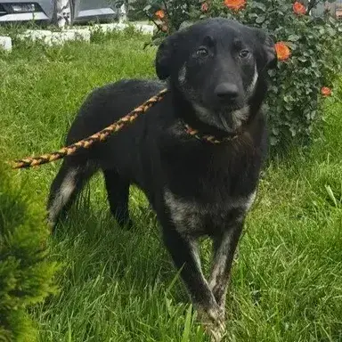 Athena