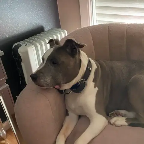 Goliath