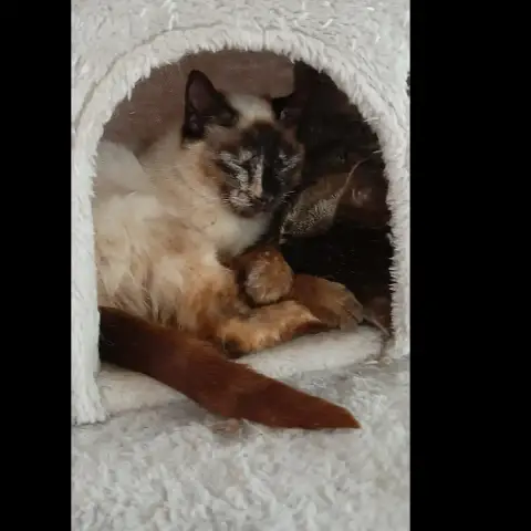 Hermine