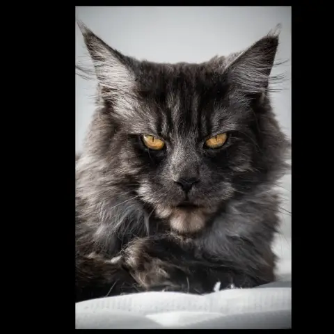 Freyja photo 3
