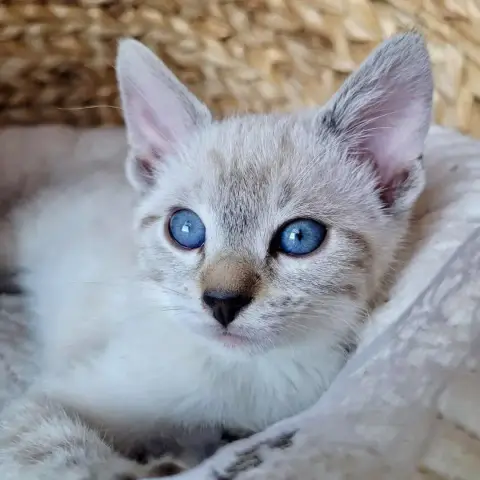 Berlioz