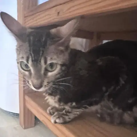 Nala photo 3