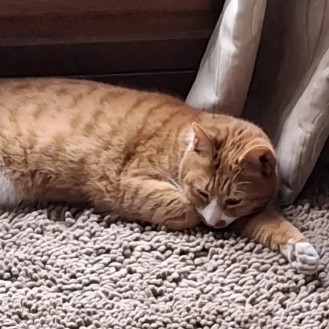 Neko photo 3