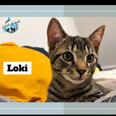 Loki
