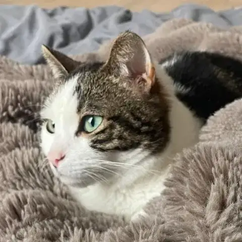 Tiwa