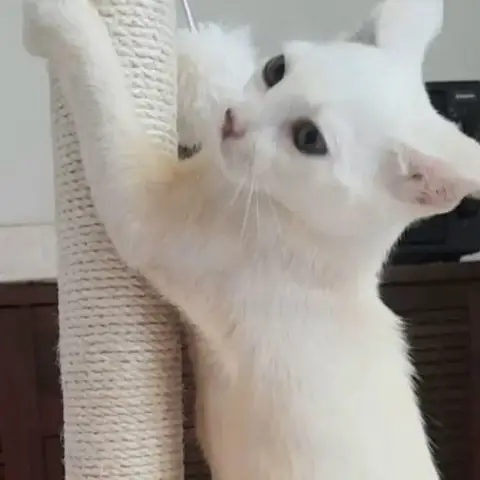 ✨️ Mousson ✨️ 🐱