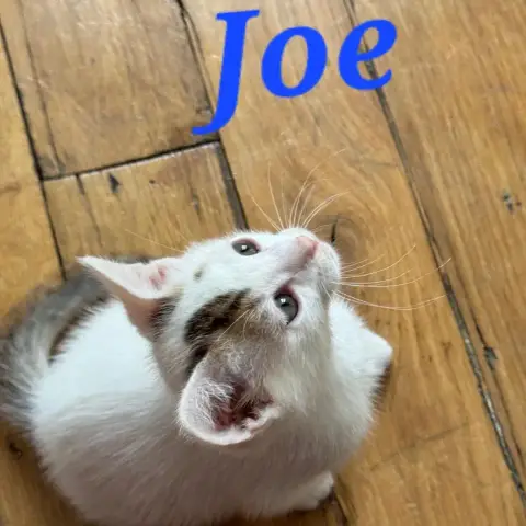 Joe