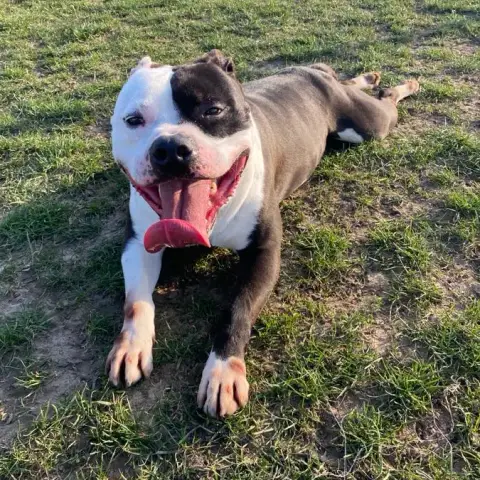 Pablo