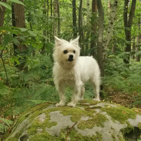 Nikita photo 3