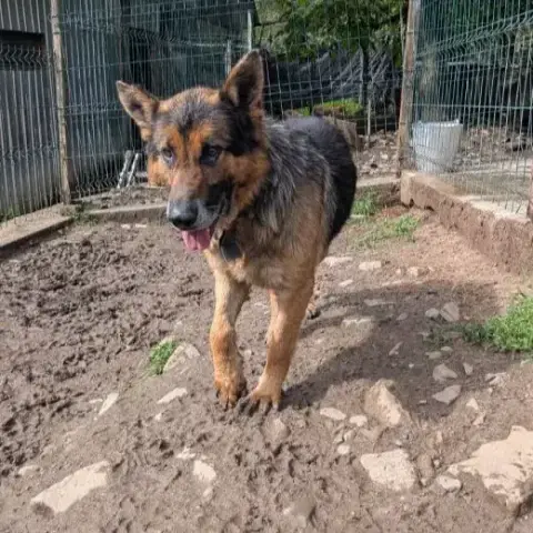 Rufus