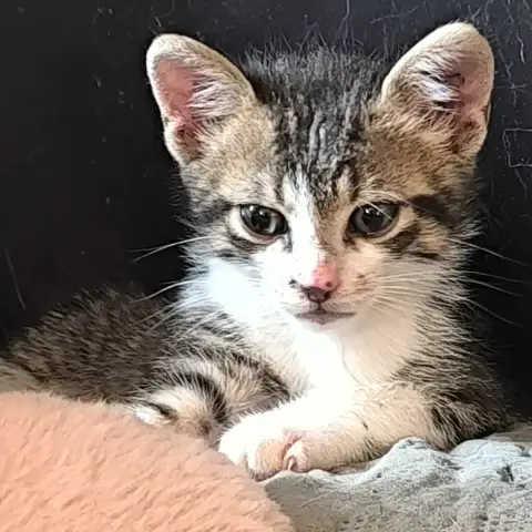 Ziggy